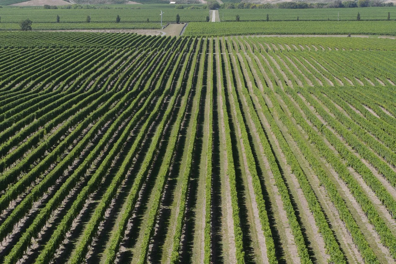 Lush green grapevine rows stretching across the Marlborough wine region near Blenheim New Zealand