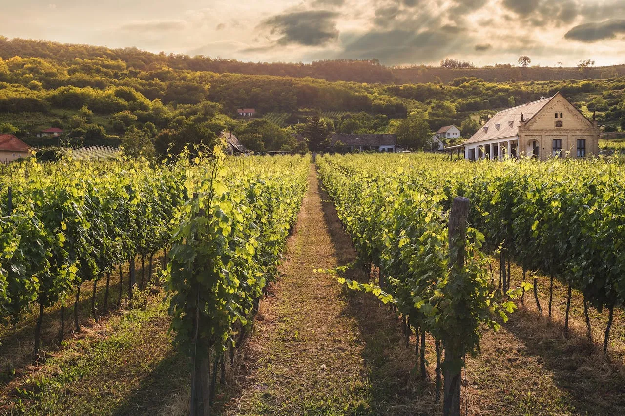 Lush green vineyard rows at golden sunset in Hawkes Bay wine region near Napier New Zealand