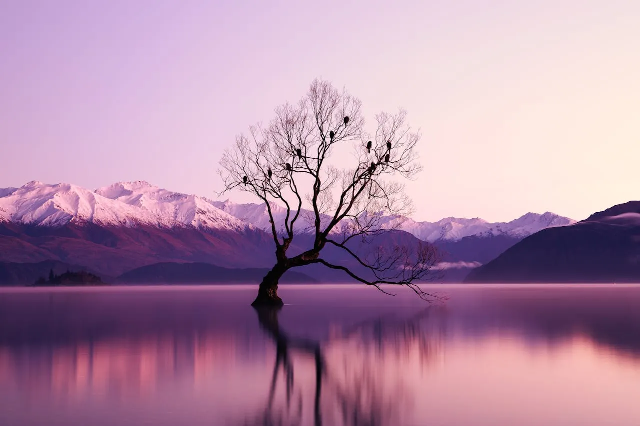 The iconic That Wanaka Tree at dawn with birds perched on branches and snow-capped Southern Alps