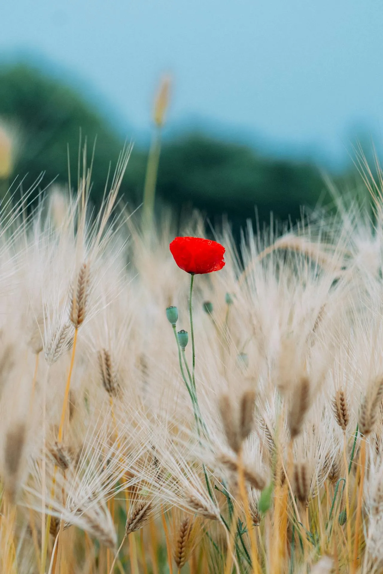 A single red poppy standing in a golden wheat field symbolising ANZAC Day remembrance