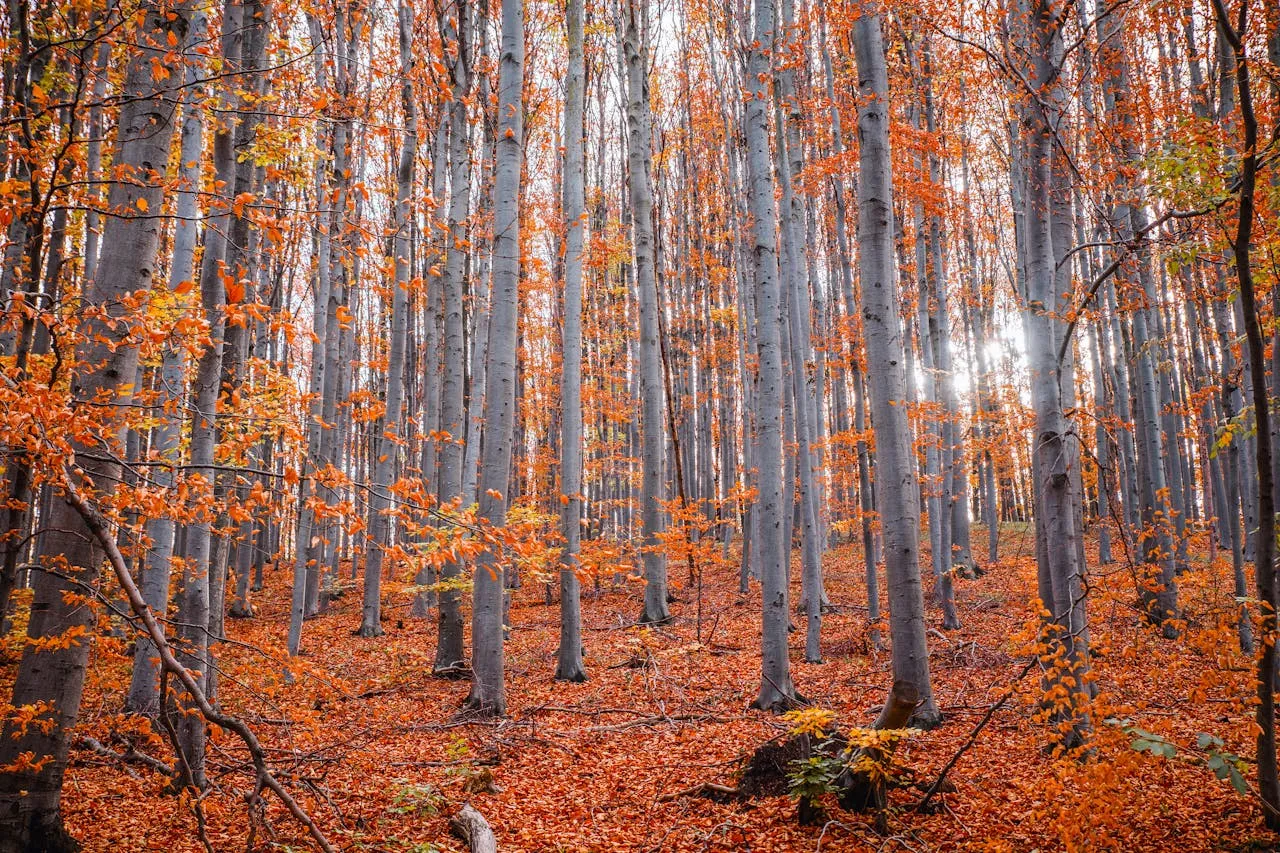 Golden autumn forest in New Zealand during the Easter holiday weekend